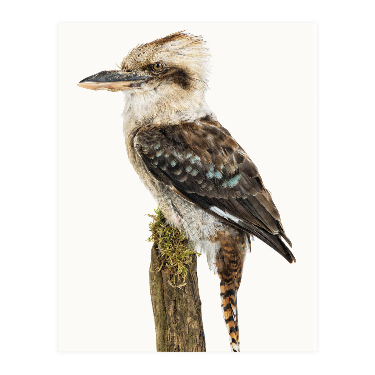 Cc Birds 08 (Print Only)