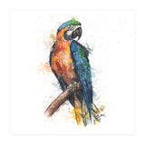 Parrot - Wildlife Collection (Print Only) thumbnail