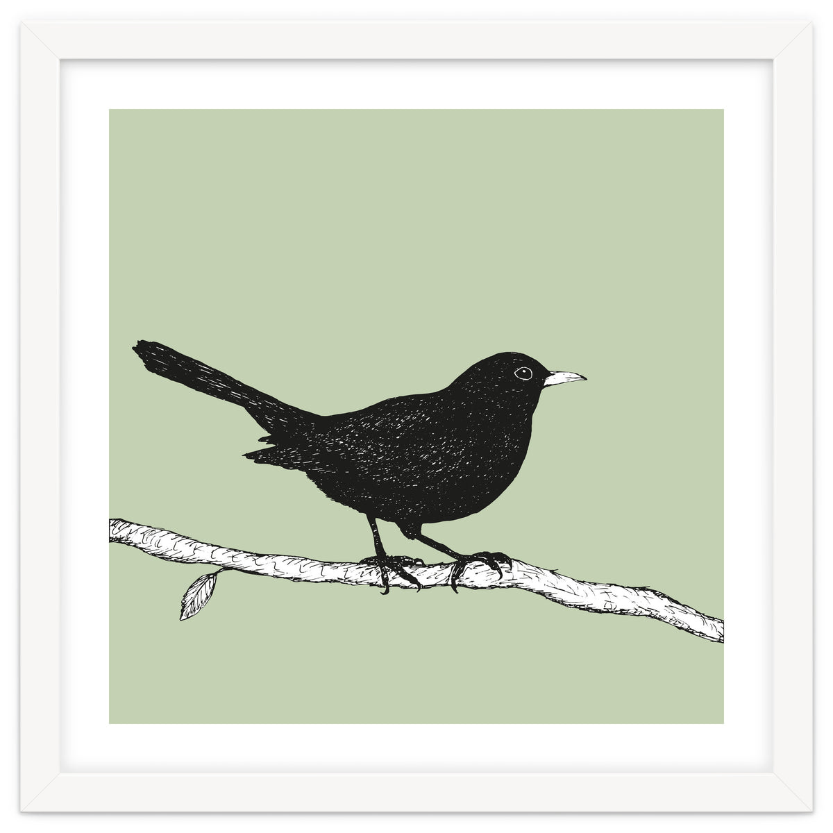Blackbird pen drawing