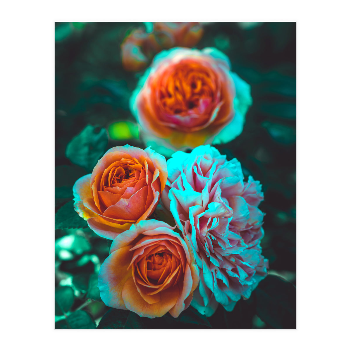 Rose Flowers  (Print Only)