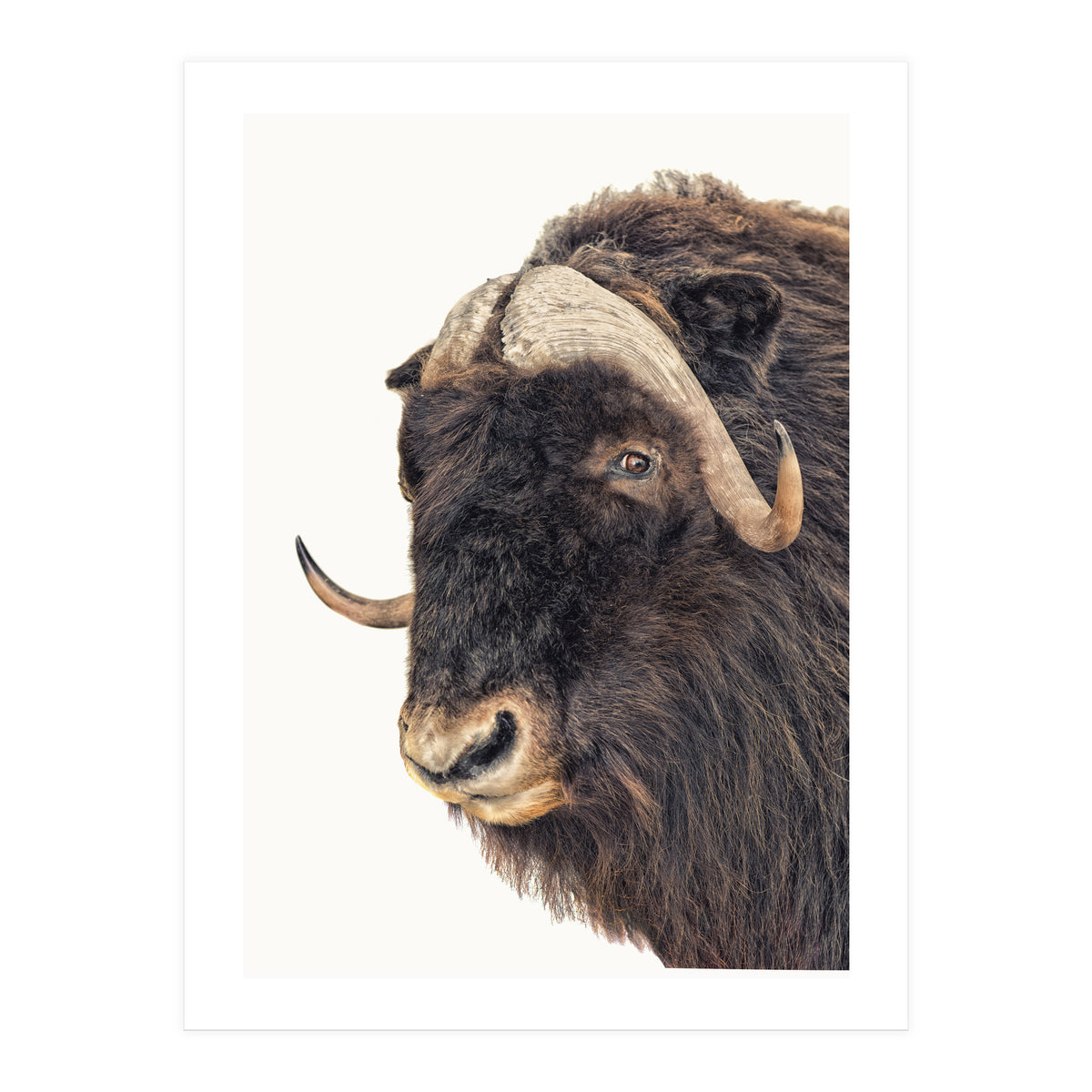 Cc Animal 02 (Print Only)