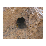 Wasp World (Print Only) thumbnail