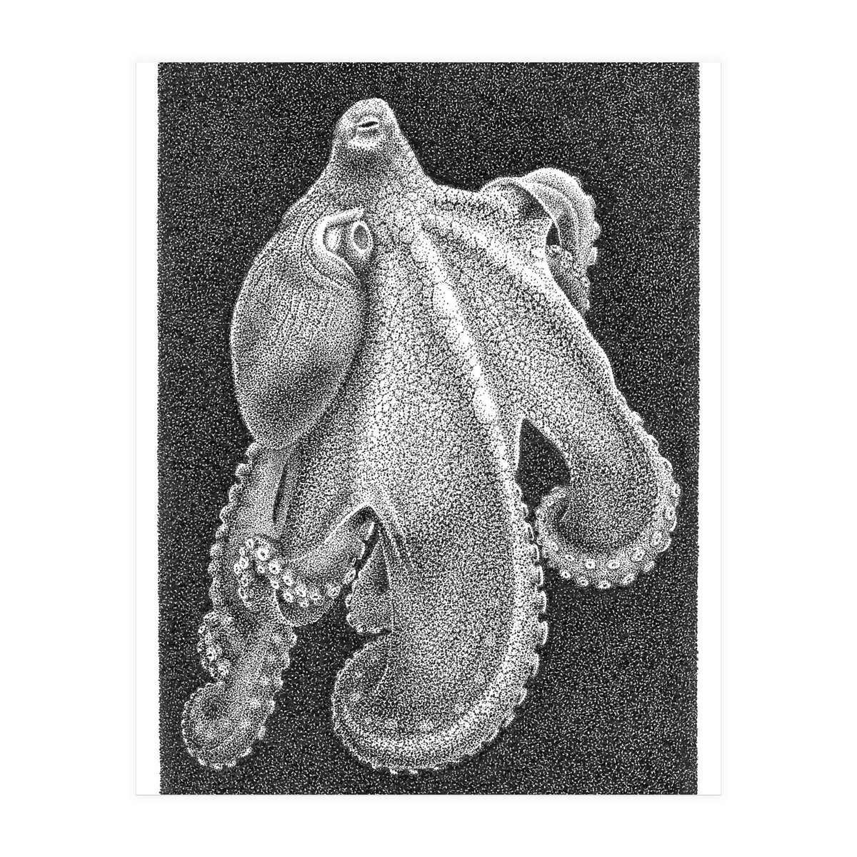 Octopus no. 2 (Print Only)
