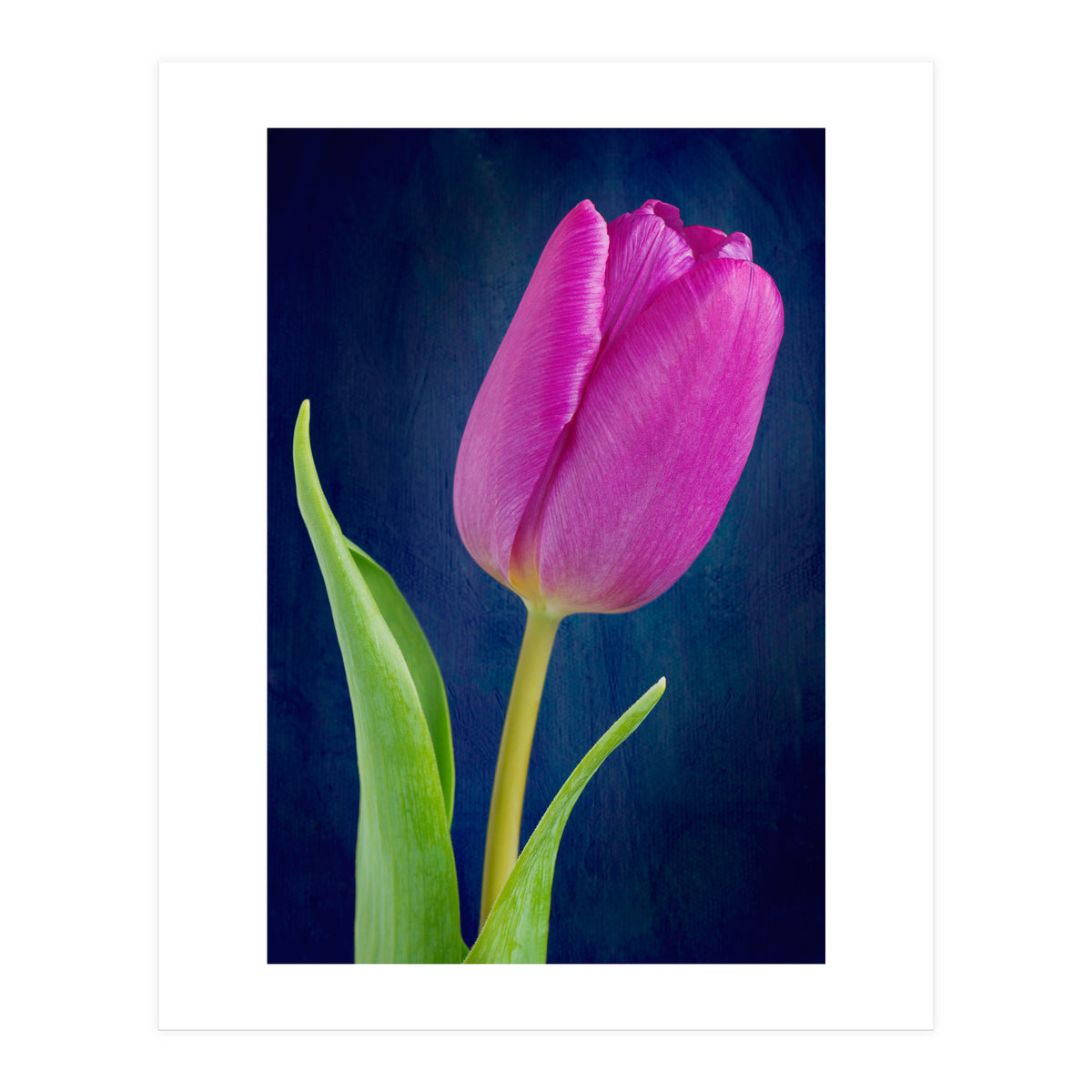 Tulip (Print Only)