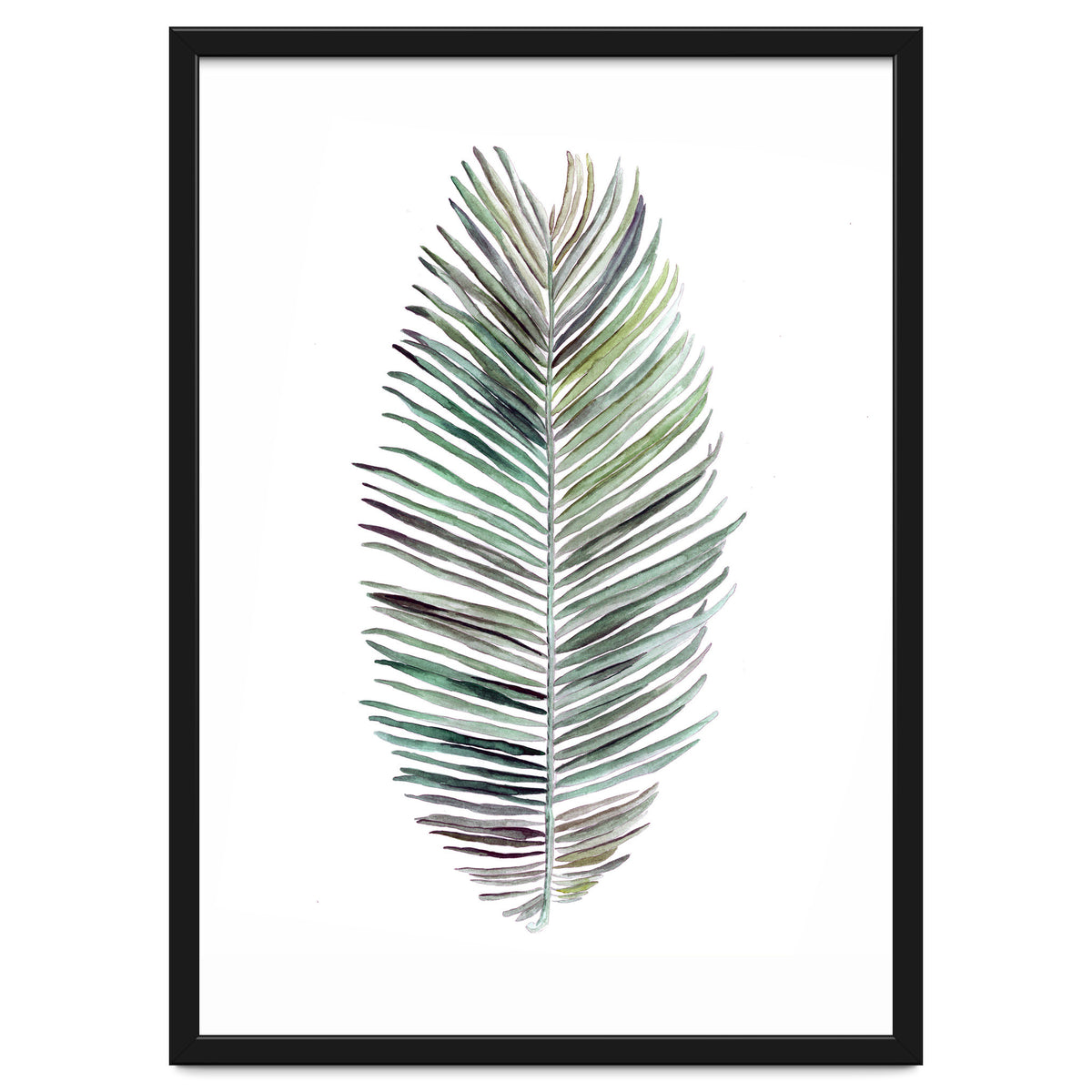 Botanical Illustration Cocos Palm