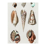 Different types of mollusks illustrated (Print Only) thumbnail