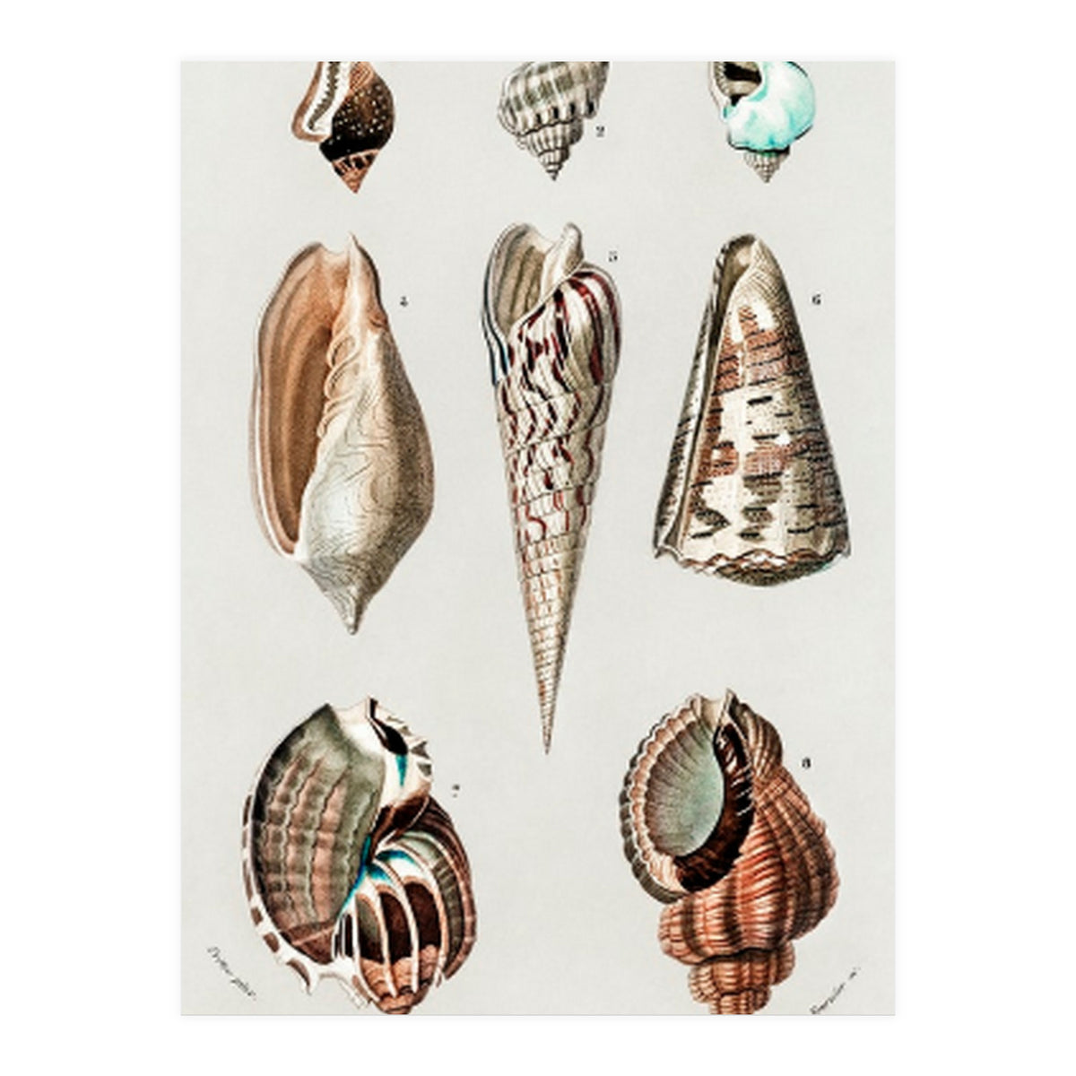 Different types of mollusks illustrated (Print Only)