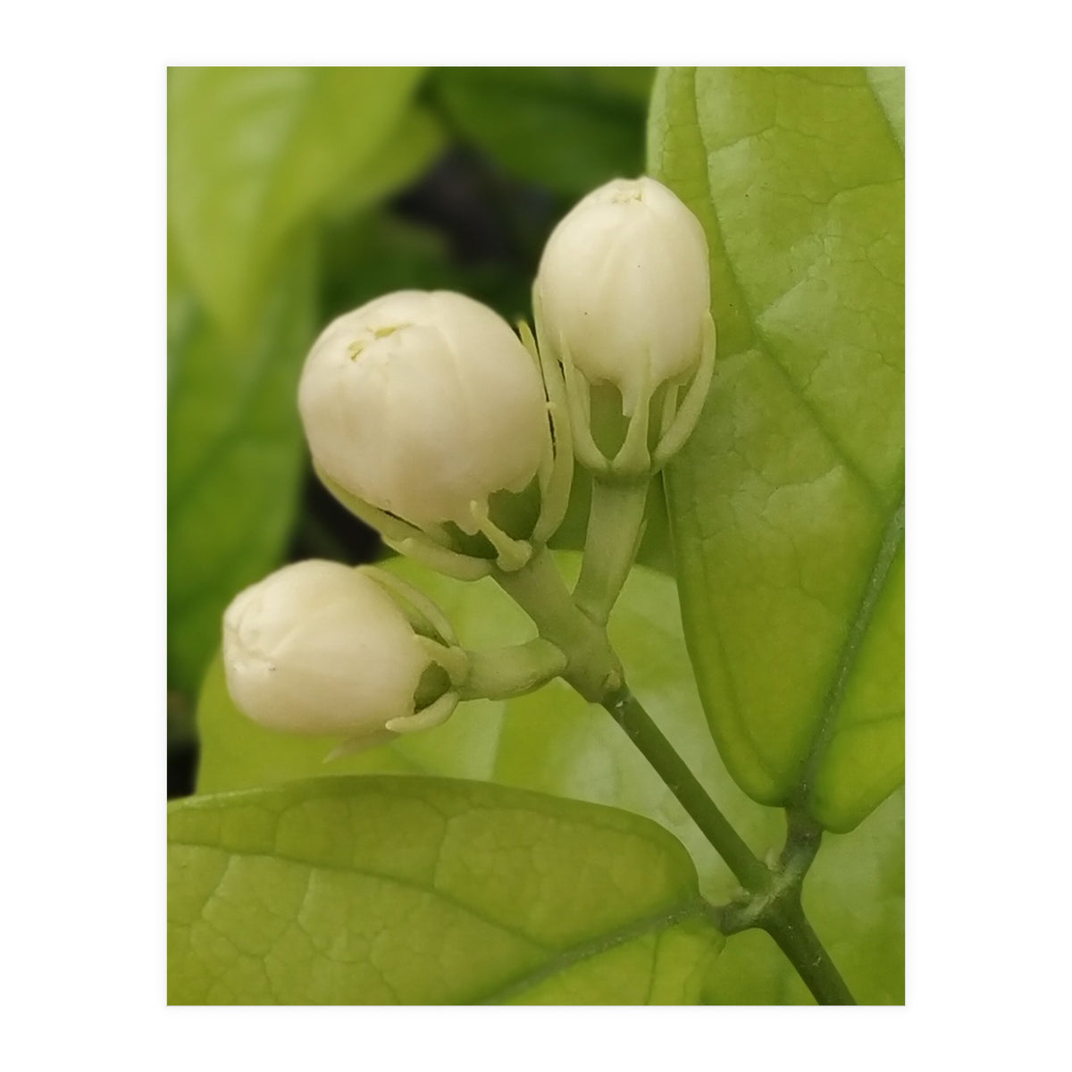 Jasmine Fragrance (Print Only)