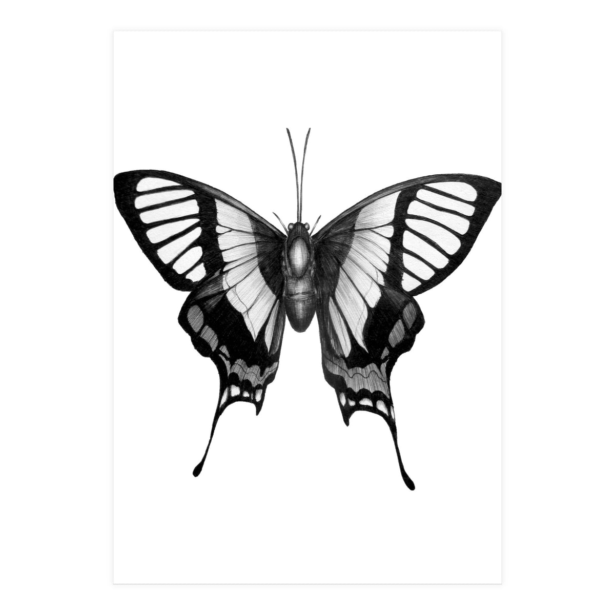 Butterfly Wings (Print Only)
