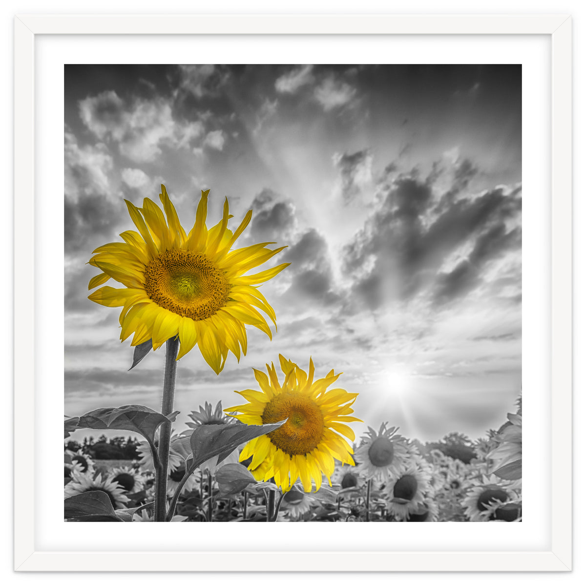 Focus on two sunflowers