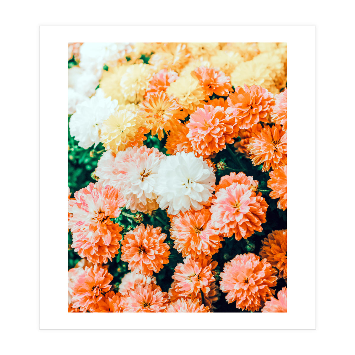 Garden Song (Print Only)