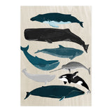 Whales (Print Only) thumbnail