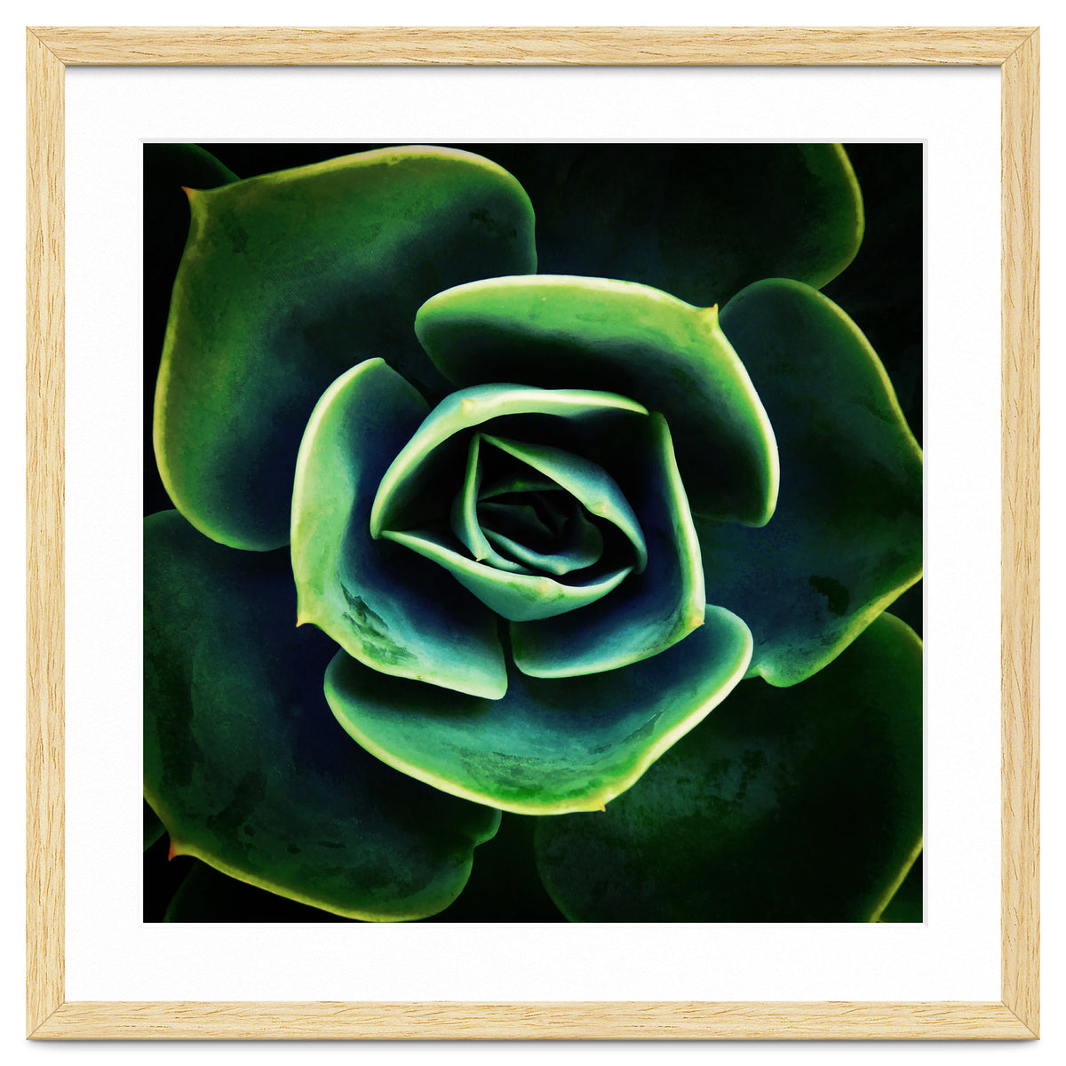 DARKSIDE OF SUCCULENTS XIV