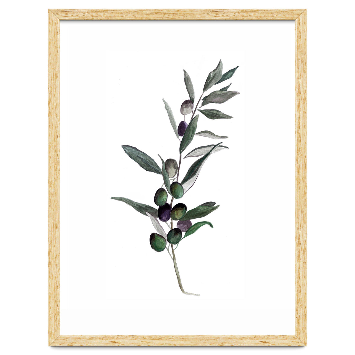 Botanical Illustration Olive