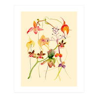 Orchids #1 (Print Only)