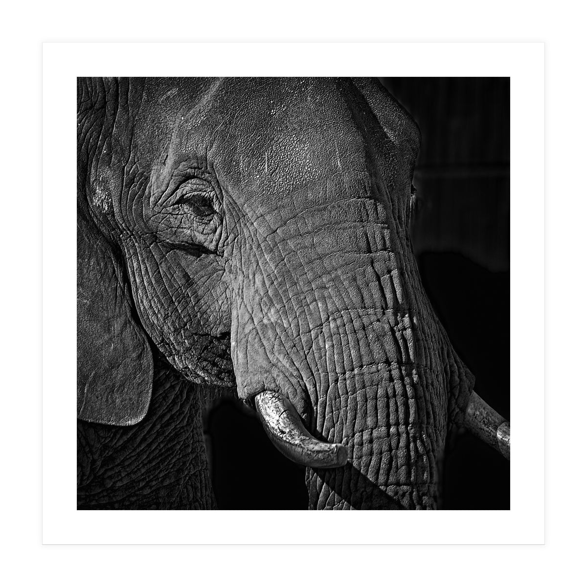 Elephant (Print Only)