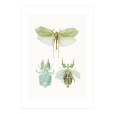 Cc Insects 07 (Print Only) thumbnail