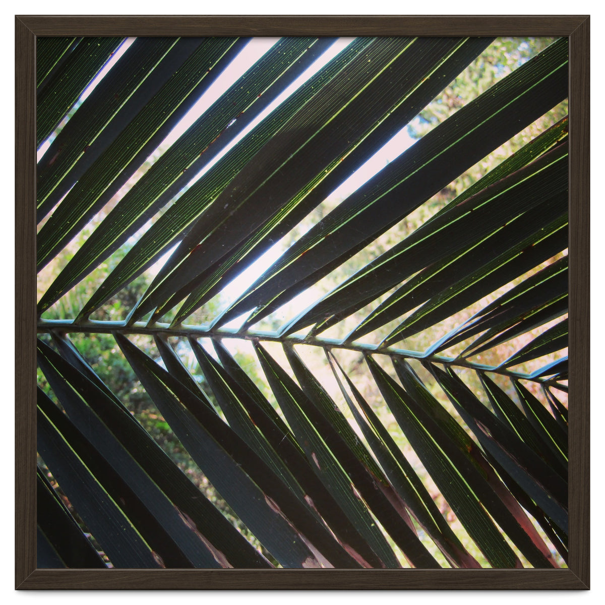 Palm leaf