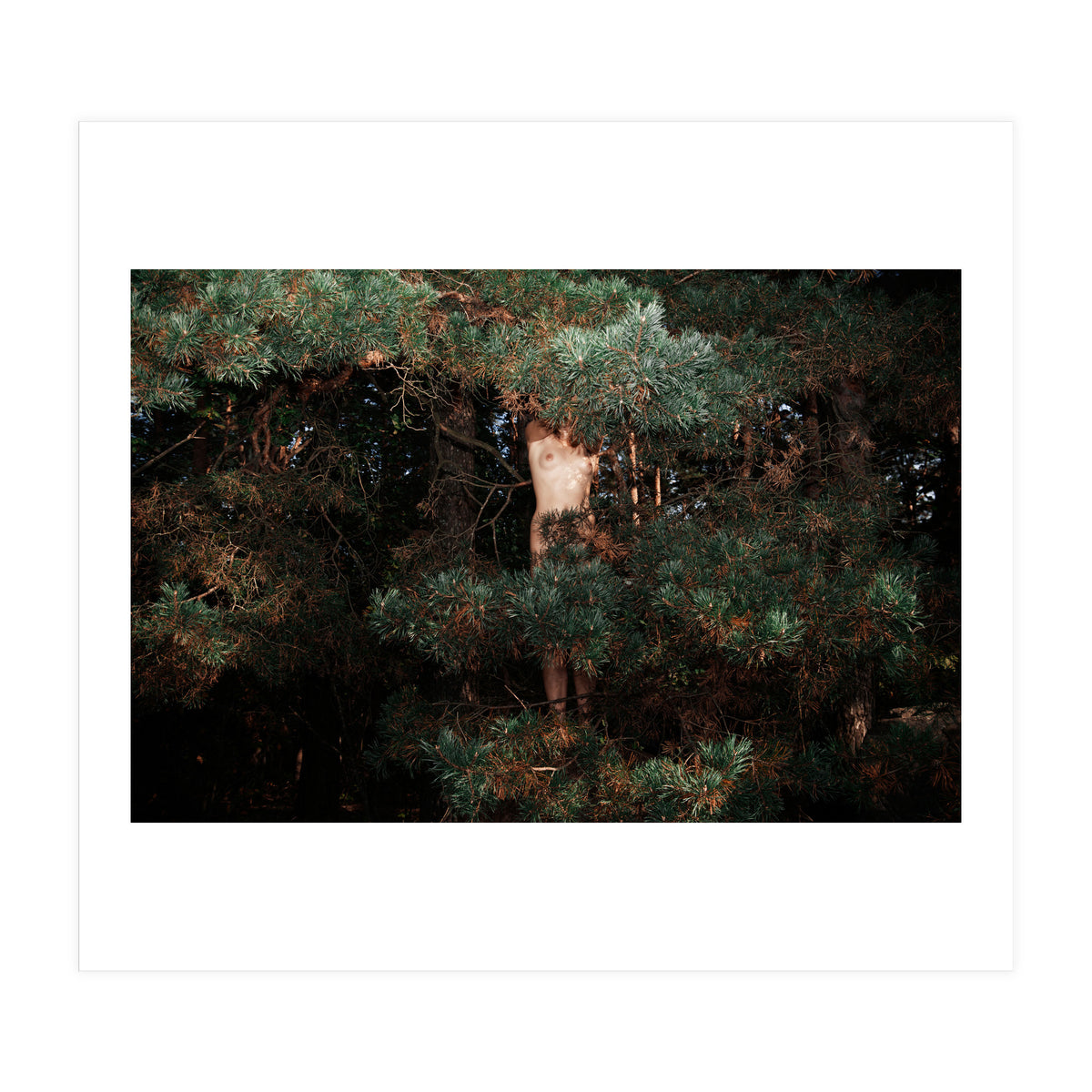 Eyes of the Forest (Print Only)