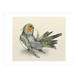 Preening cockatiel (Print Only) thumbnail