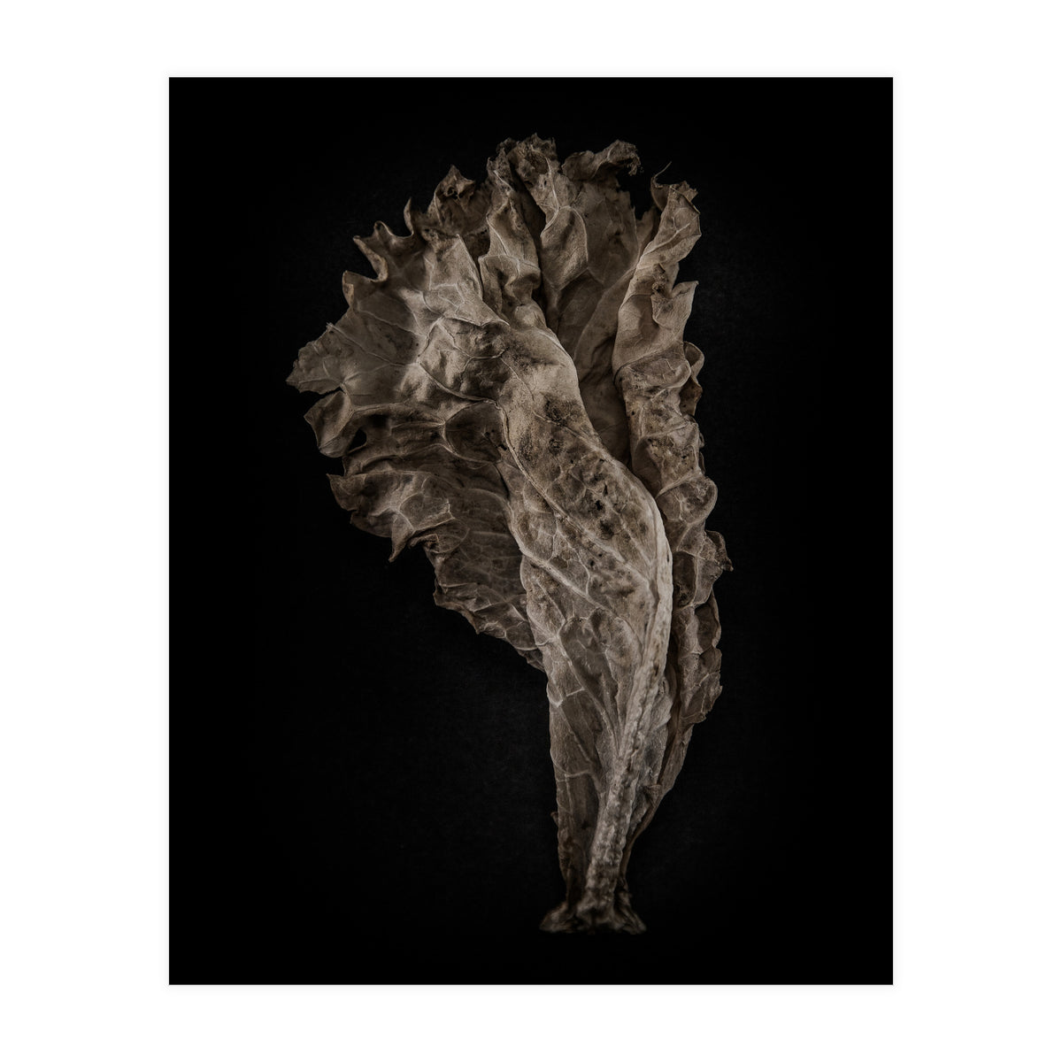 Leaves No 8 Color Version (Print Only)