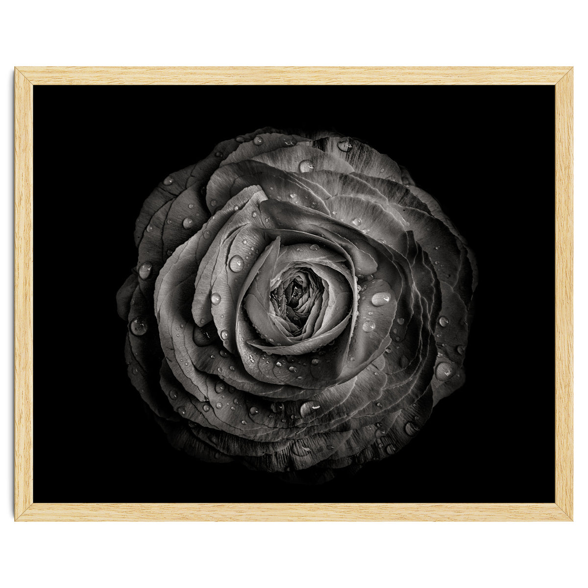 Backyard Flowers In Black And White 72