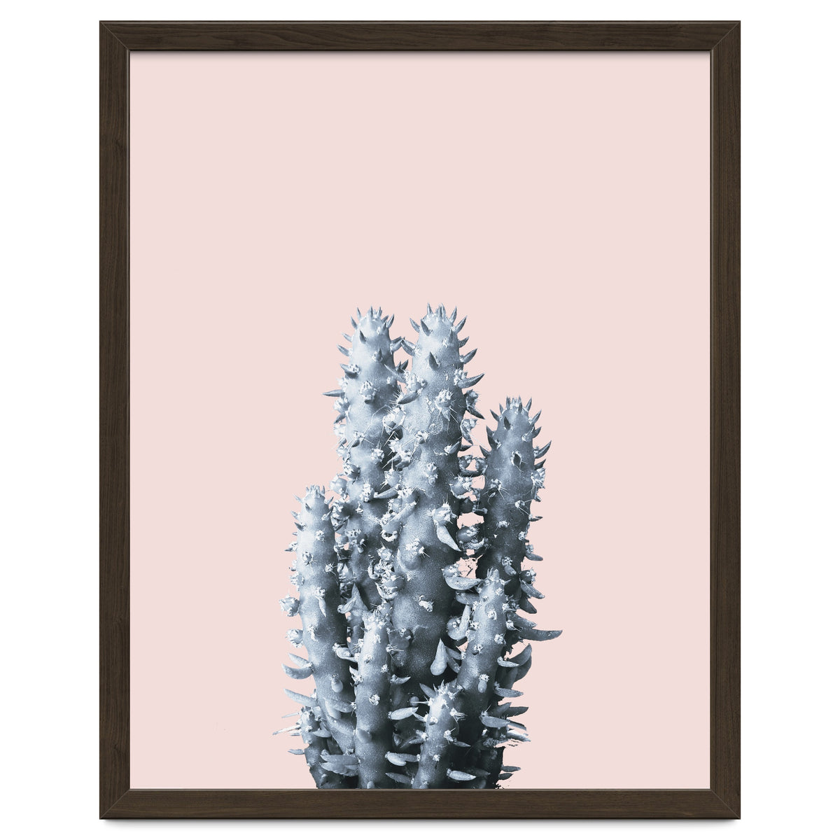 Cactus collection BL-III