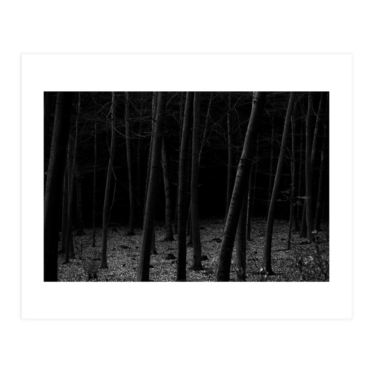 silent woods (Print Only)