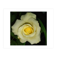 Blooming White Rose (Print Only)