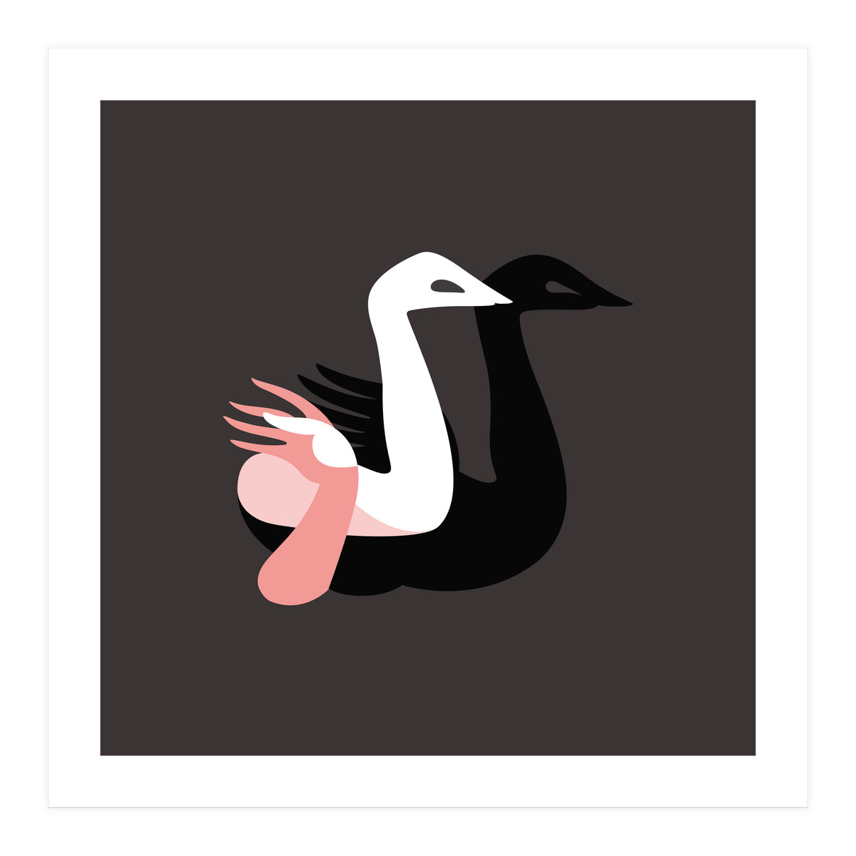 Black swan (Print Only)