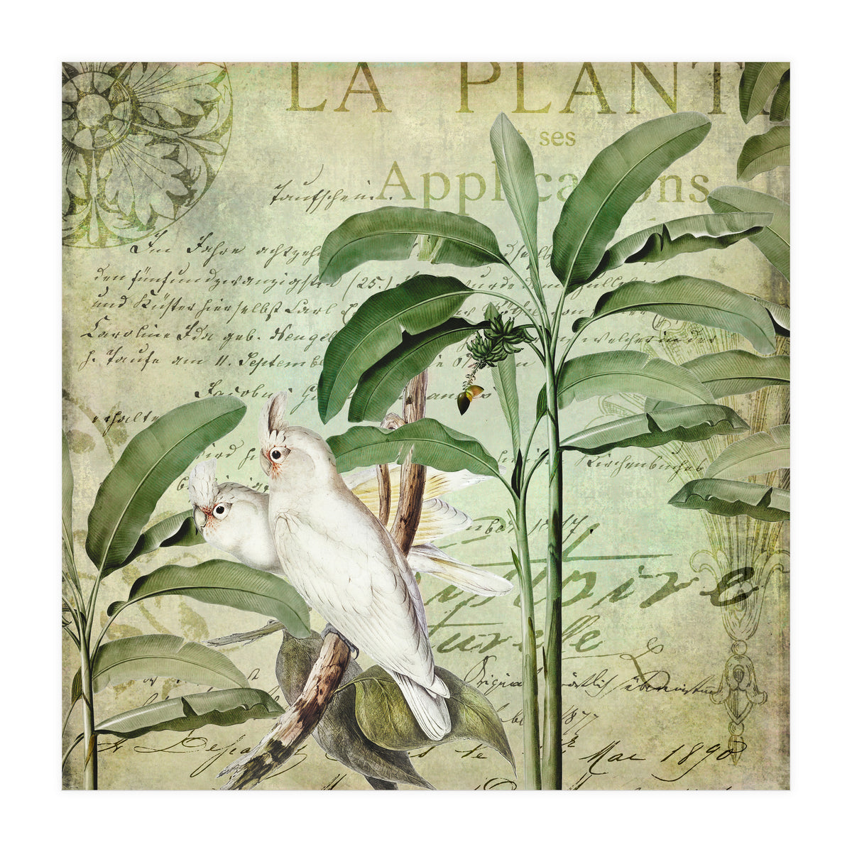 Nostalgic Cockatoo  (Print Only)