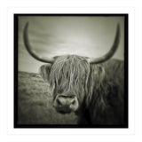 Elgol Cow (Print Only) thumbnail