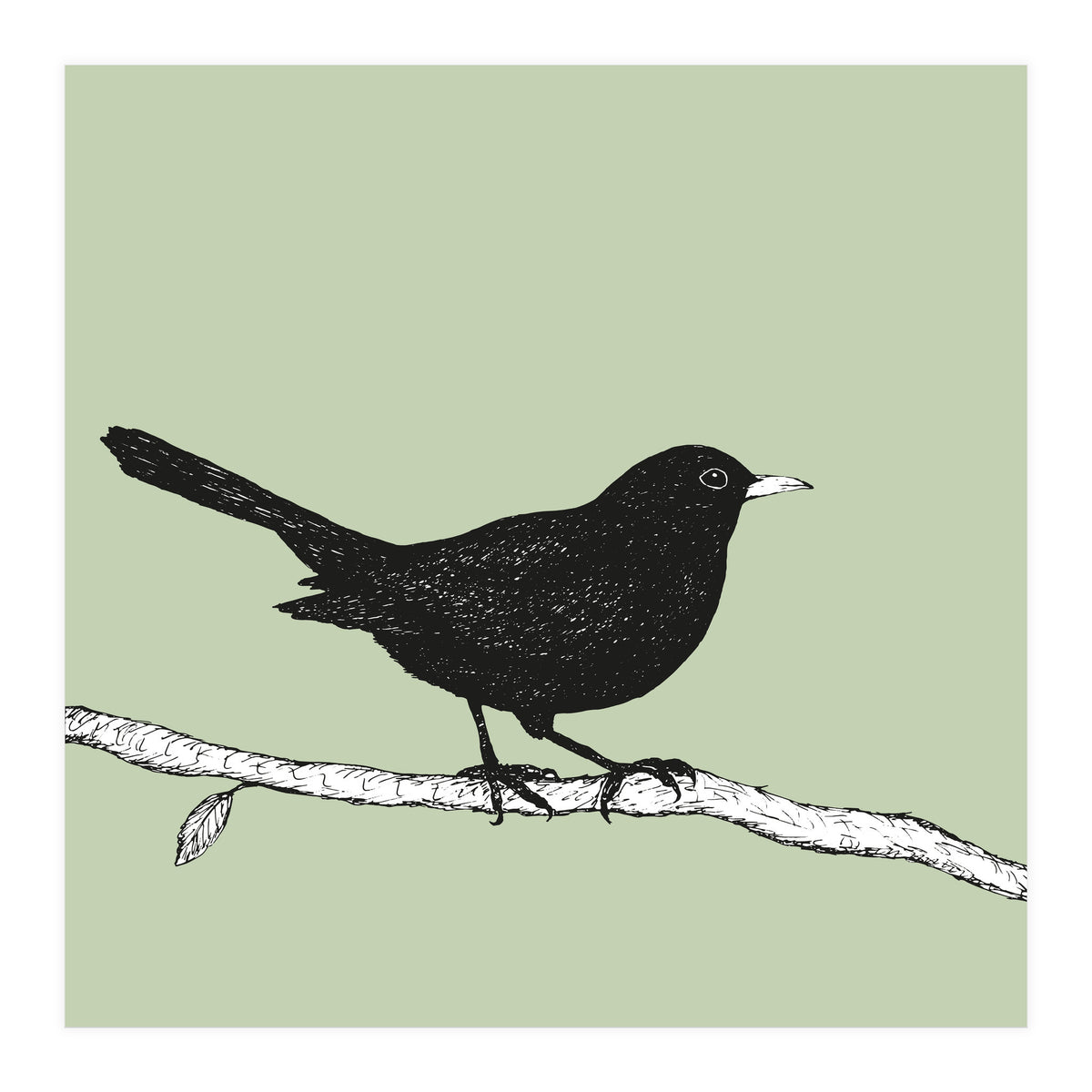 Blackbird pen drawing (Print Only)