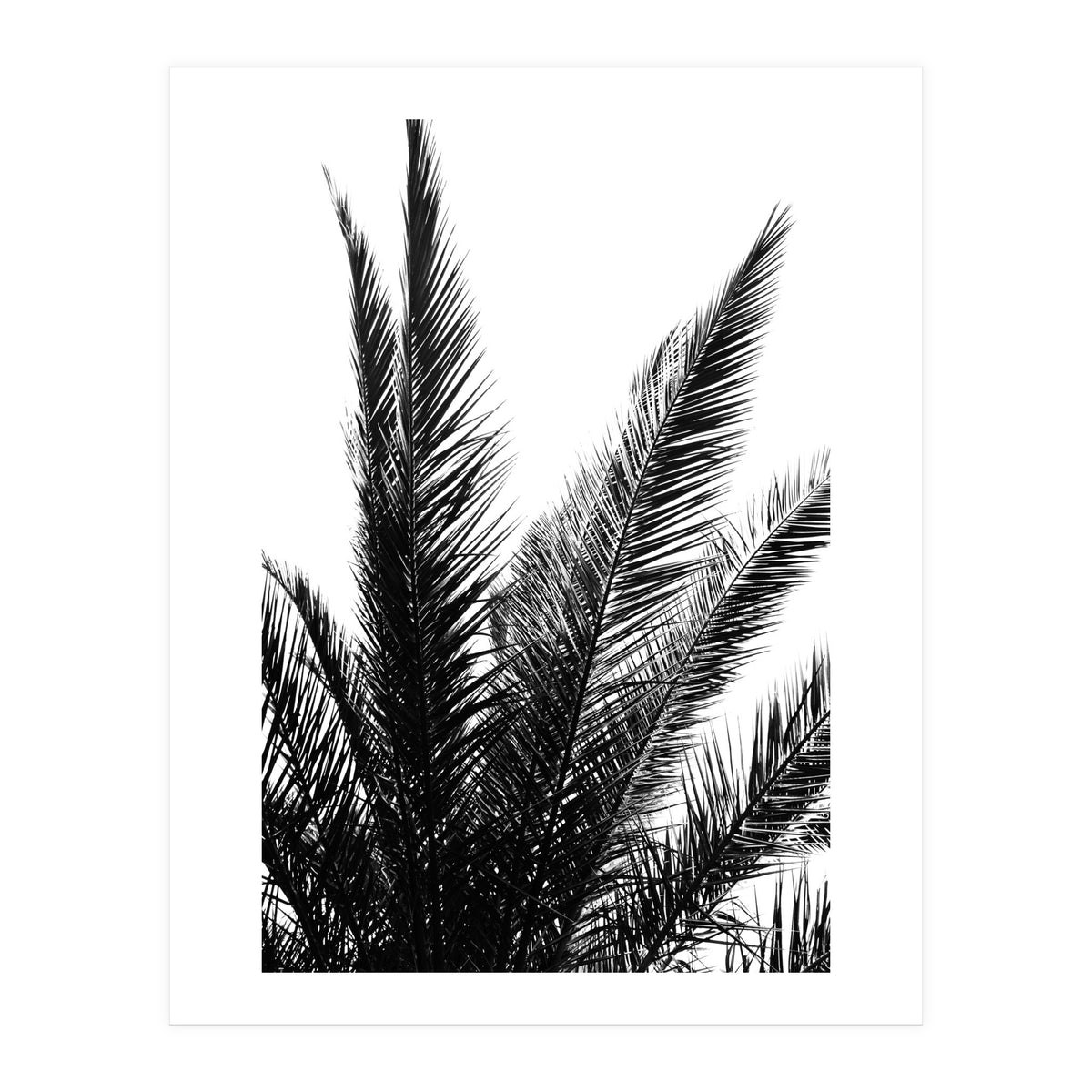 Black and White (Print Only)