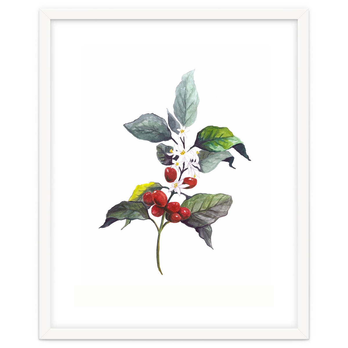 1 Botanical Illustration Kaffee Pflanze