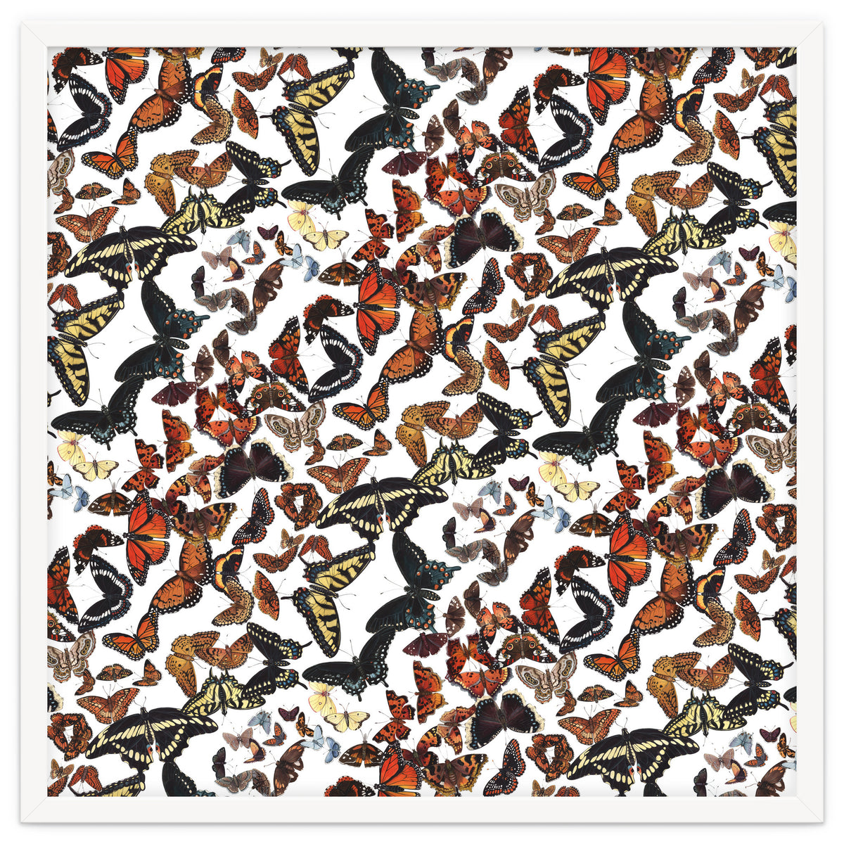 Maine Butterflies Pattern