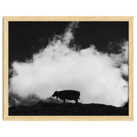 cow and cloud