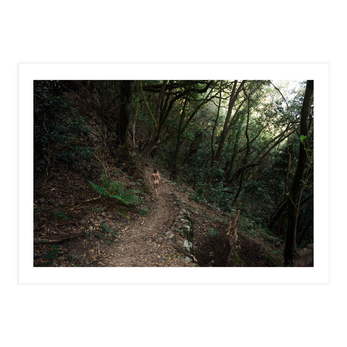 Into the Woods (Print Only)