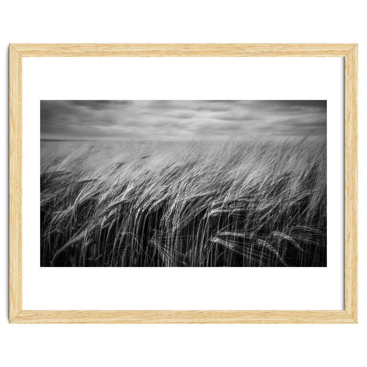 Moody Barley Field