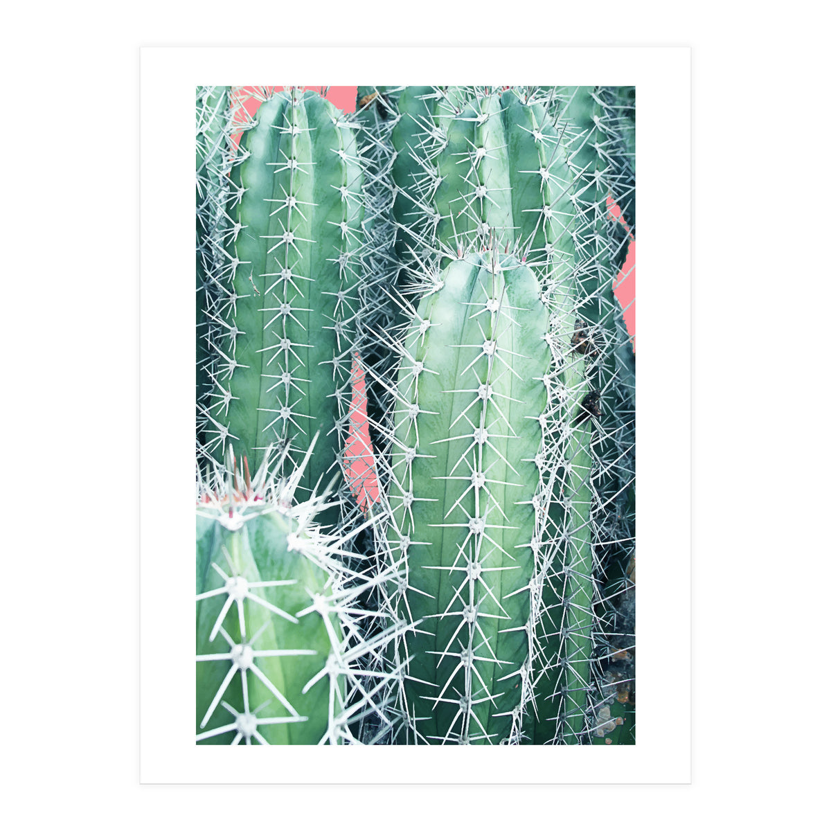 Cactus Up Close (Print Only)