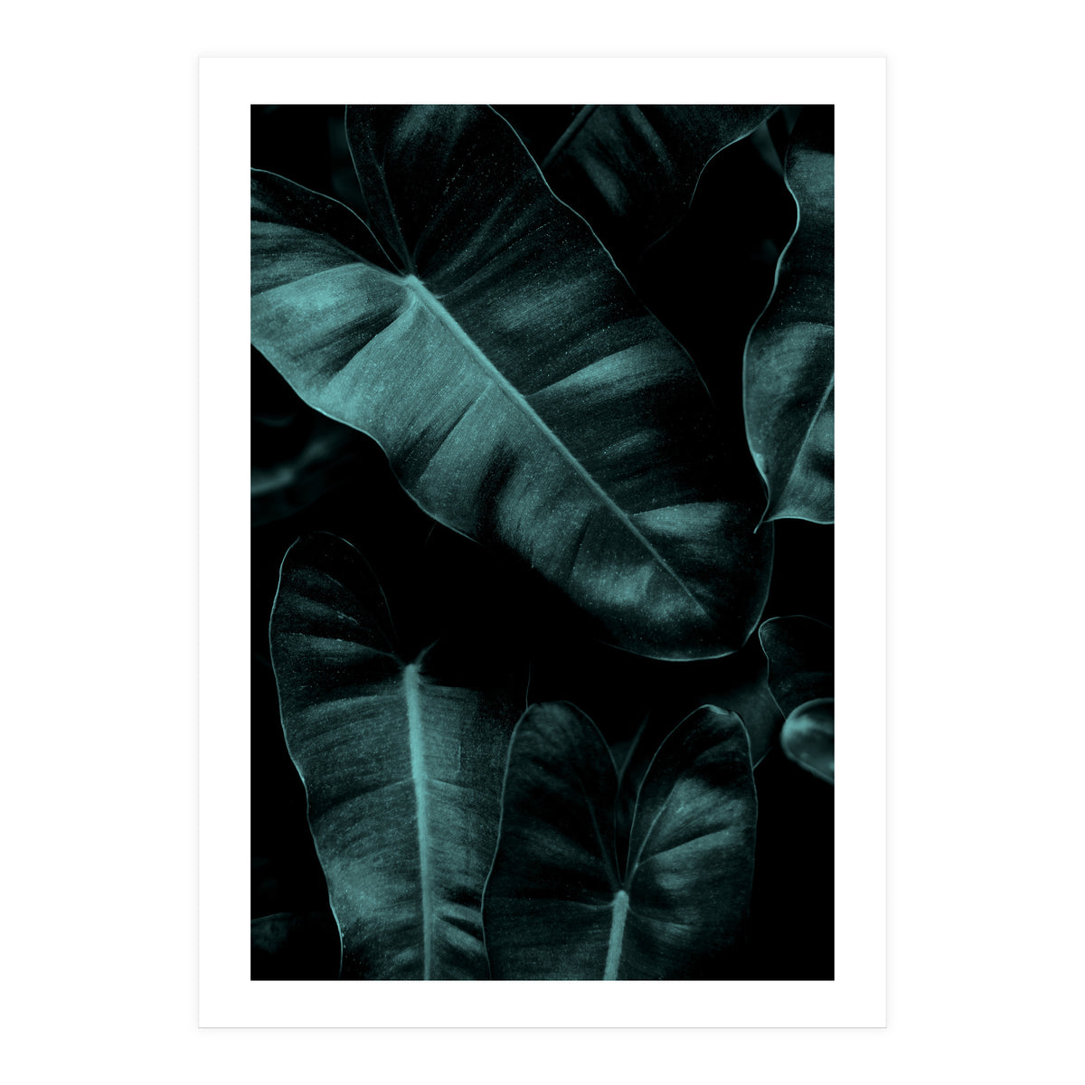 Dark Leafs (Print Only)
