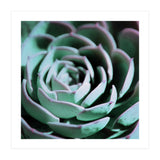 DARKSIDE OF SUCCULENTS III-A (Print Only) thumbnail