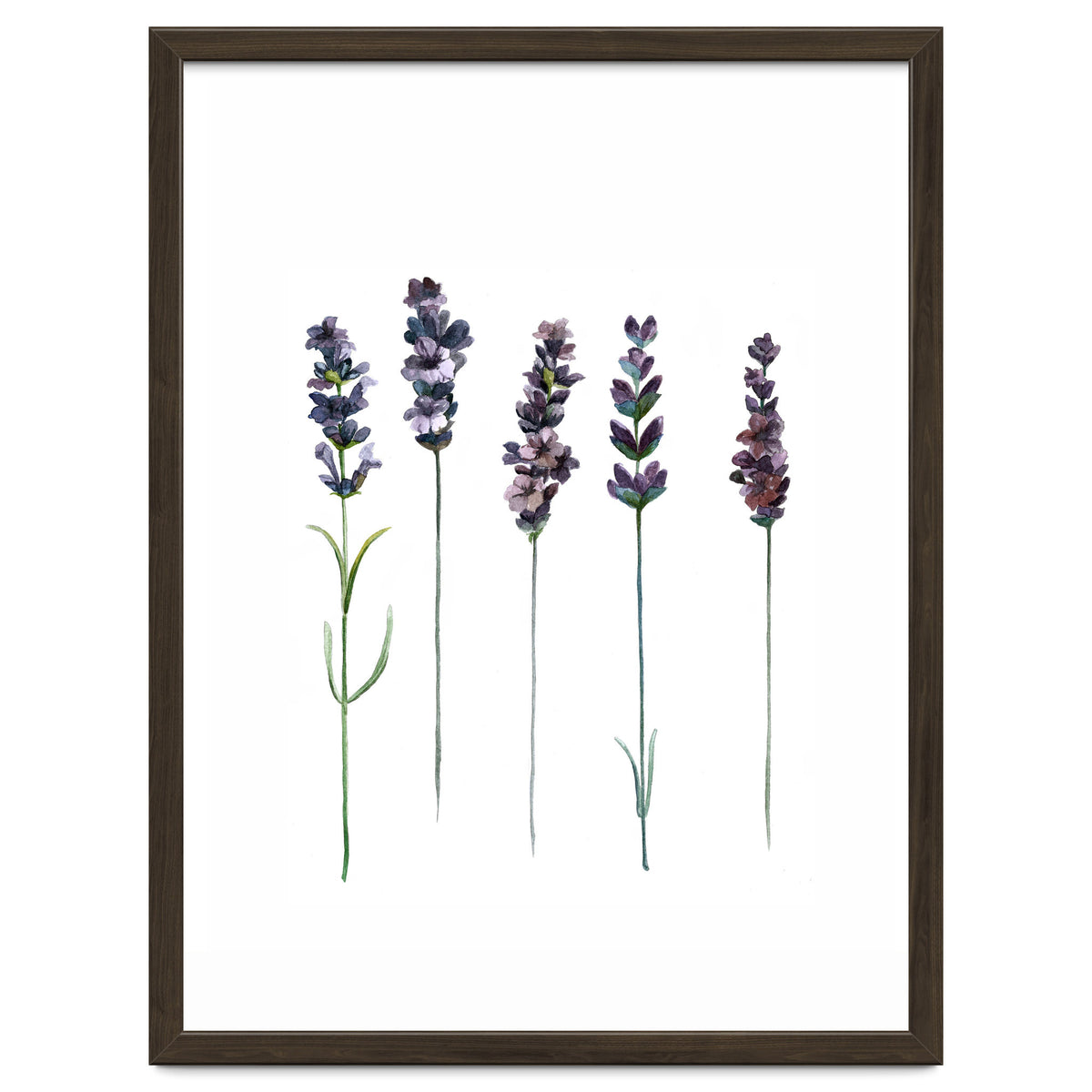 Botanical Illustration Lavender
