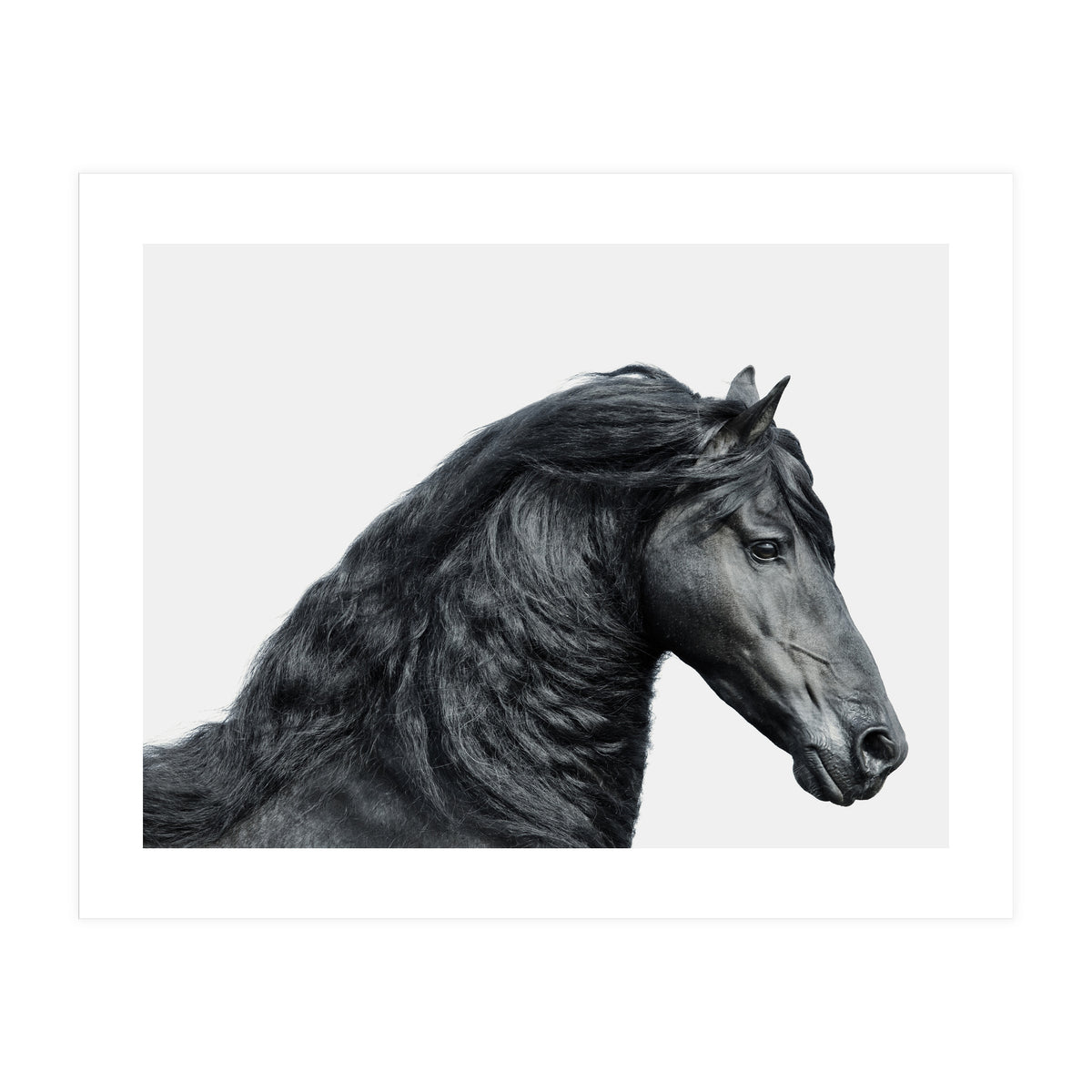 Friesian Horse (Print Only)