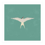 Arctic Tern (Print Only) thumbnail