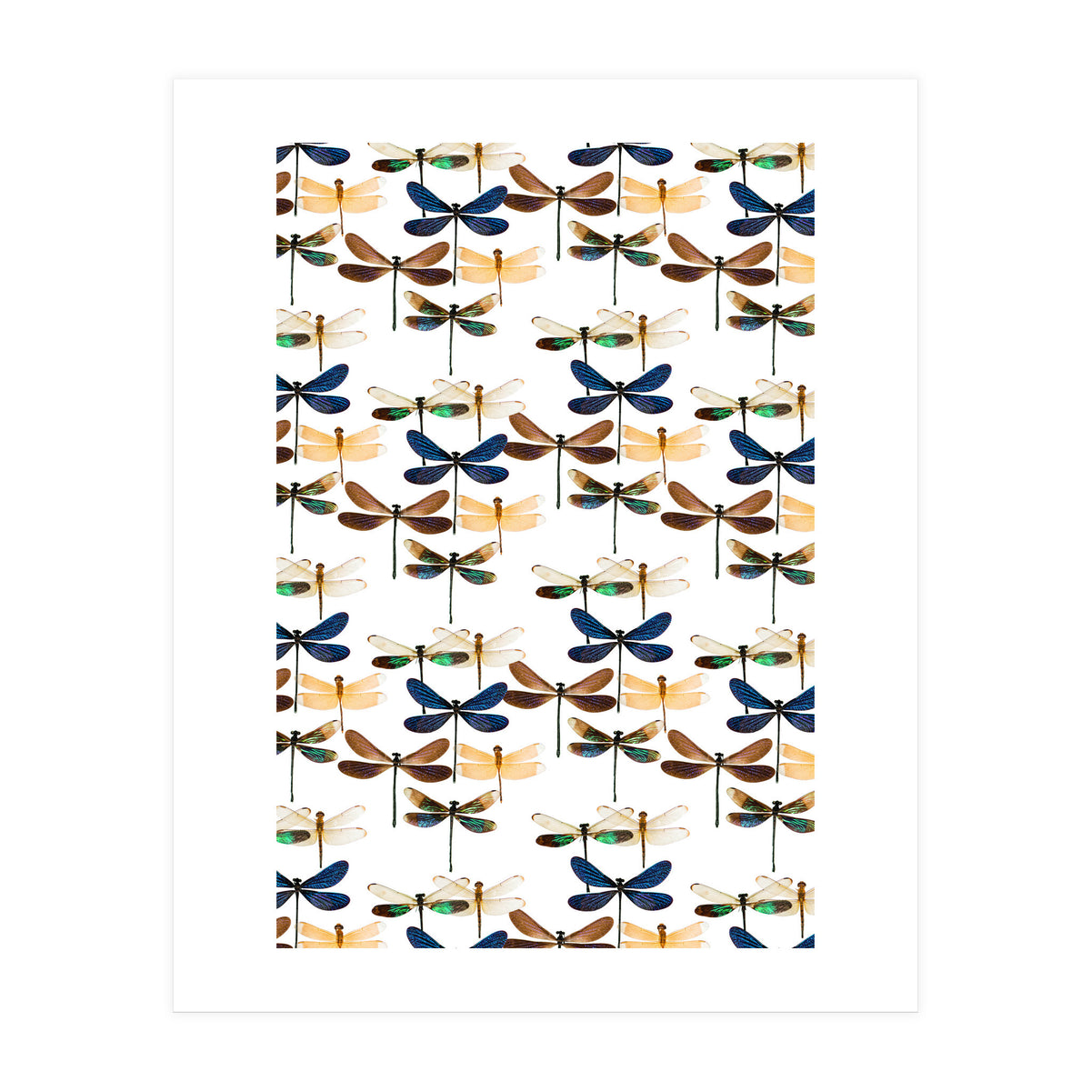 Cc Mle 10213 (Print Only)