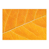 Autumn Leaf (Print Only) thumbnail