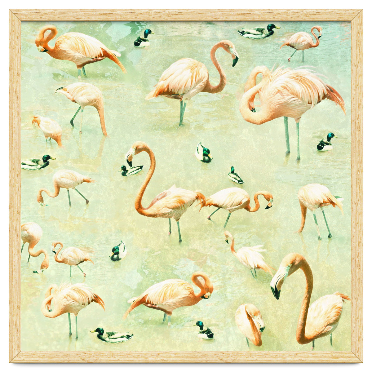 Flamingos