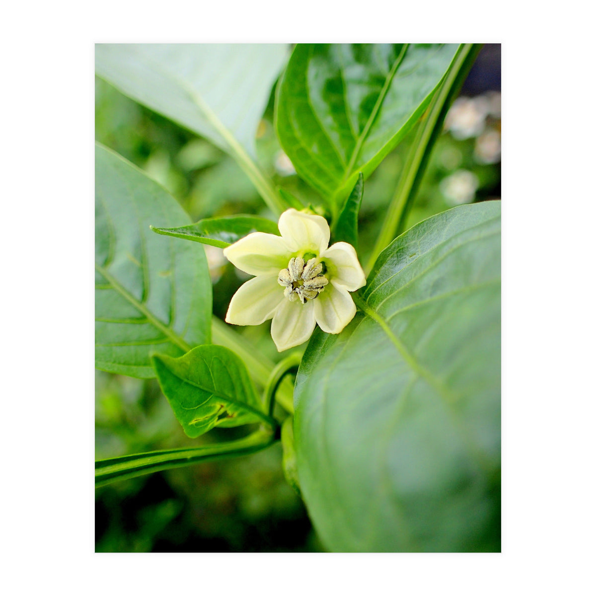 Blossom (Print Only)