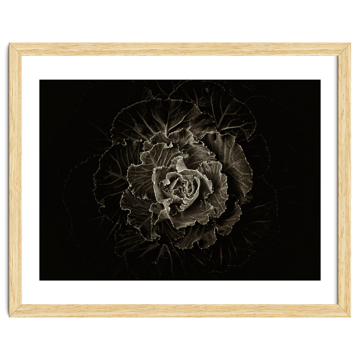 Backyard Flowers No 100 Sepia Version